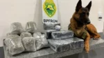 Cascavel -BPFron apreende jovem com quase R$ 50 mil em drogas na rodoviária