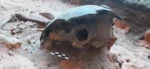 Passado – Descoberta arqueológica no sul do Piauí revela sociedade indígena com domínio em tecelagem