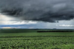 Agro – Produção agropecuária paranaense é impactada pelas chuvas que estão acima das médias