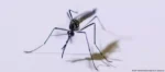 Dengue – Vacinação contra a dengue no SUS: o que você precisa saber