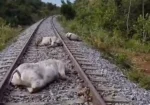 Acidente – Dez vacas são atropeladas por locomotiva no Tocantins (veja o vídeo)