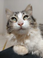 Terra Roxa – URGENTE! GATO DESAPARECIDO!