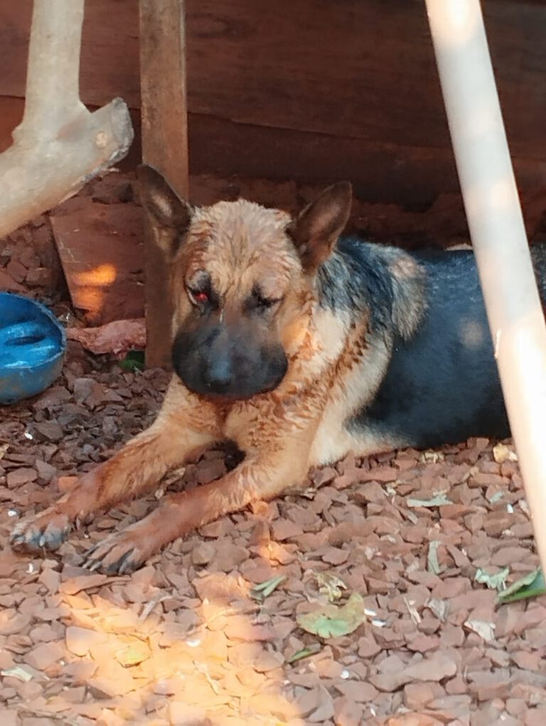 Terra Roxa – Cobra Urutu Cruzeiro invade residência no Bairro Monte Carlo e pica Cães; Animais recebem atendimento veterinário de urgência
