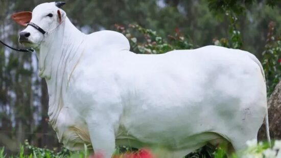 Animais – Vaca de R$ 24 milhões é tetracampeã nacional da ExpoZebu