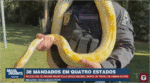 Animais – PCPR resgata mil animais e desmonta grande rede de tráfico internacional no Brasil (Vídeo)