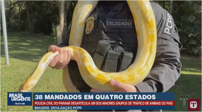 Animais – PCPR resgata mil animais e desmonta grande rede de tráfico internacional no Brasil (Vídeo)