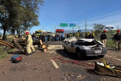 Maringá – Árvore cai em carro e motorista morre